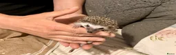 Pygmy Hedgehog rodents for sale: African Pygmy Hedgehog hoglet  baby’s  - Advert 2