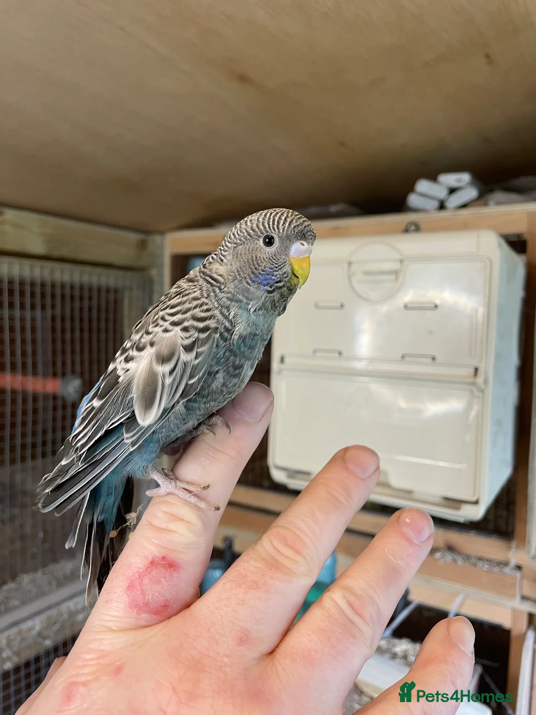 Budgerigars birds for sale: BLACKFACE SPLIT BLACKWING BUDGIES  - Advert 2