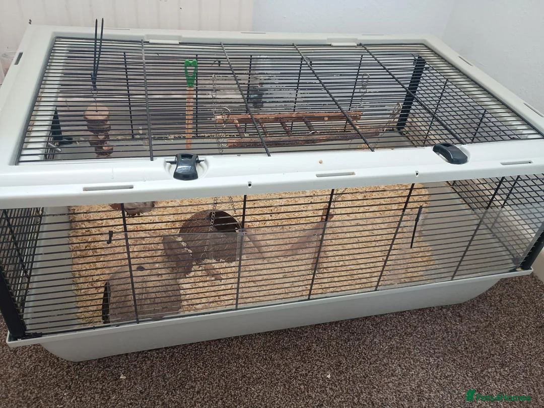 Gerbil rodents for sale: X 2 gerbals  in Bridport - Advert 2