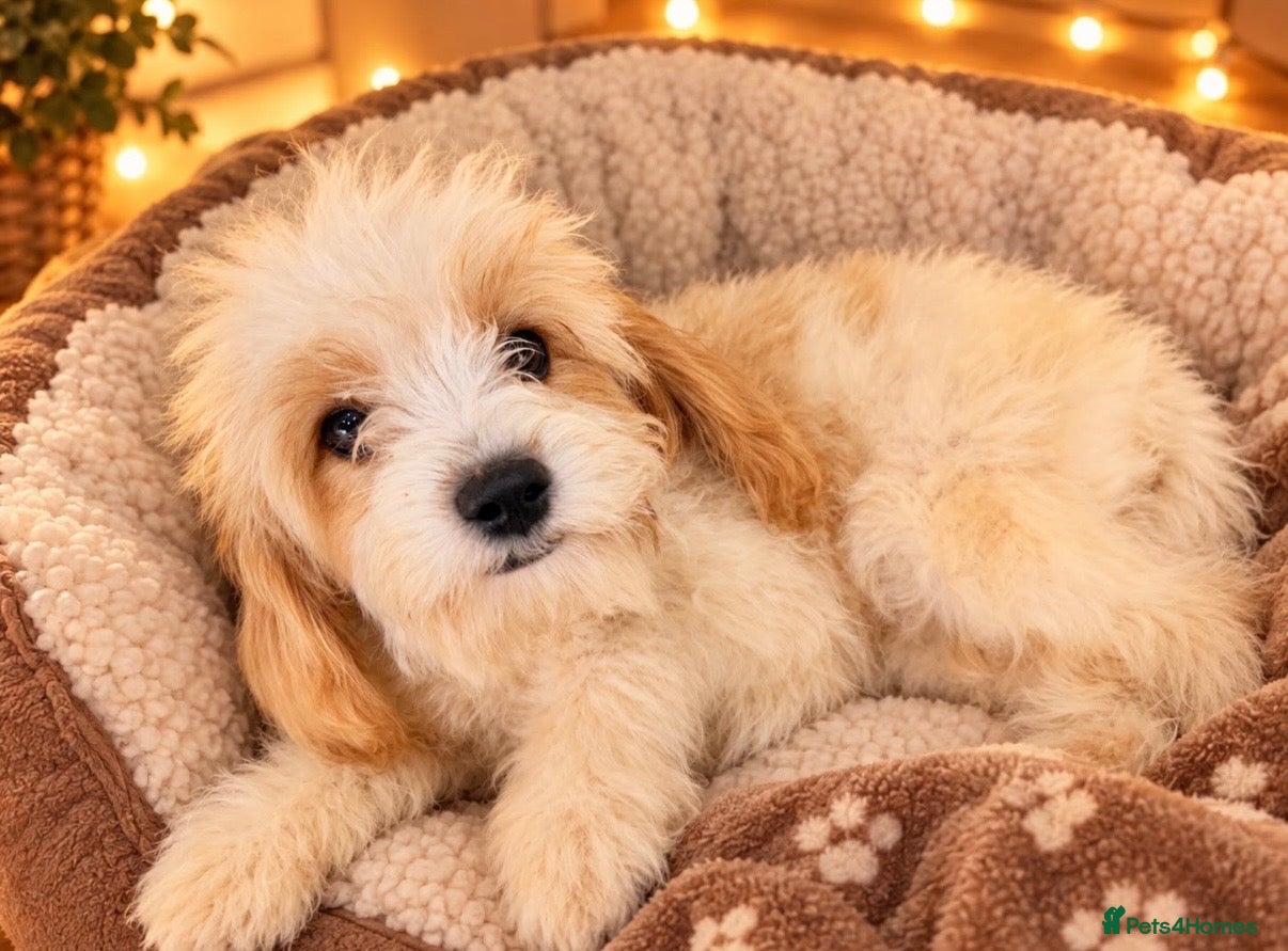Cavapoo dogs 🤎✨ Toy Cavapoo Looking for His Forever Home 🐾 - Advert 1