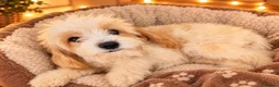 Cavapoo dogs for sale: 🤎✨ Toy Cavapoo Looking for His Forever Home 🐾 in Accrington - Advert 1