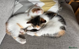 Domestic Shorthair cats for sale: Sweet, Playful Kittens Ready for Loving Homes 🐱 - Image 23