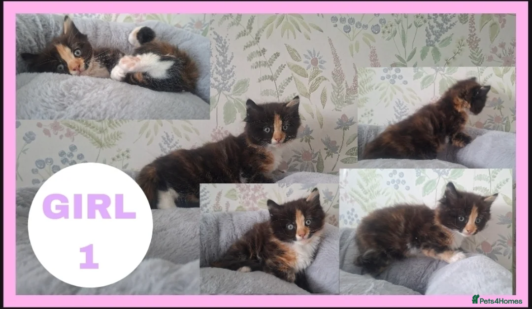 Mixed Breed cats for sale: Fluffy kittens for sale!  - Advert 2