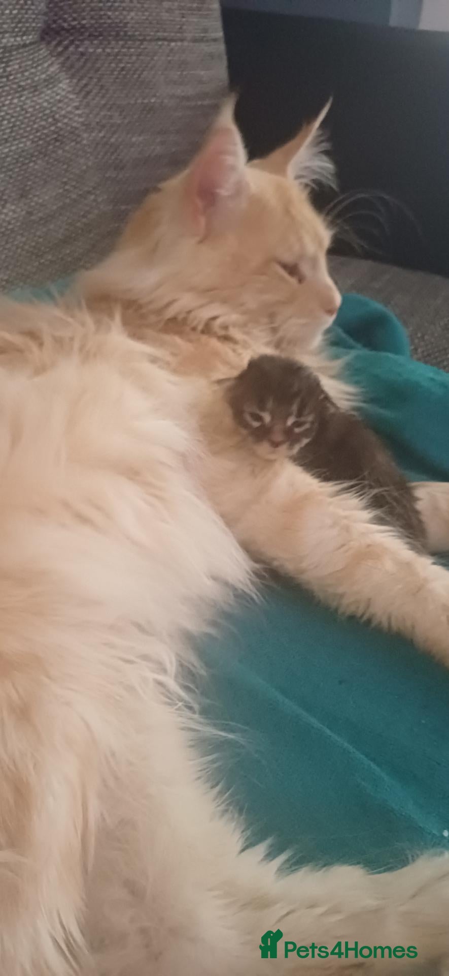 Maine Coon cats 4 maine coon for sale - Advert 2
