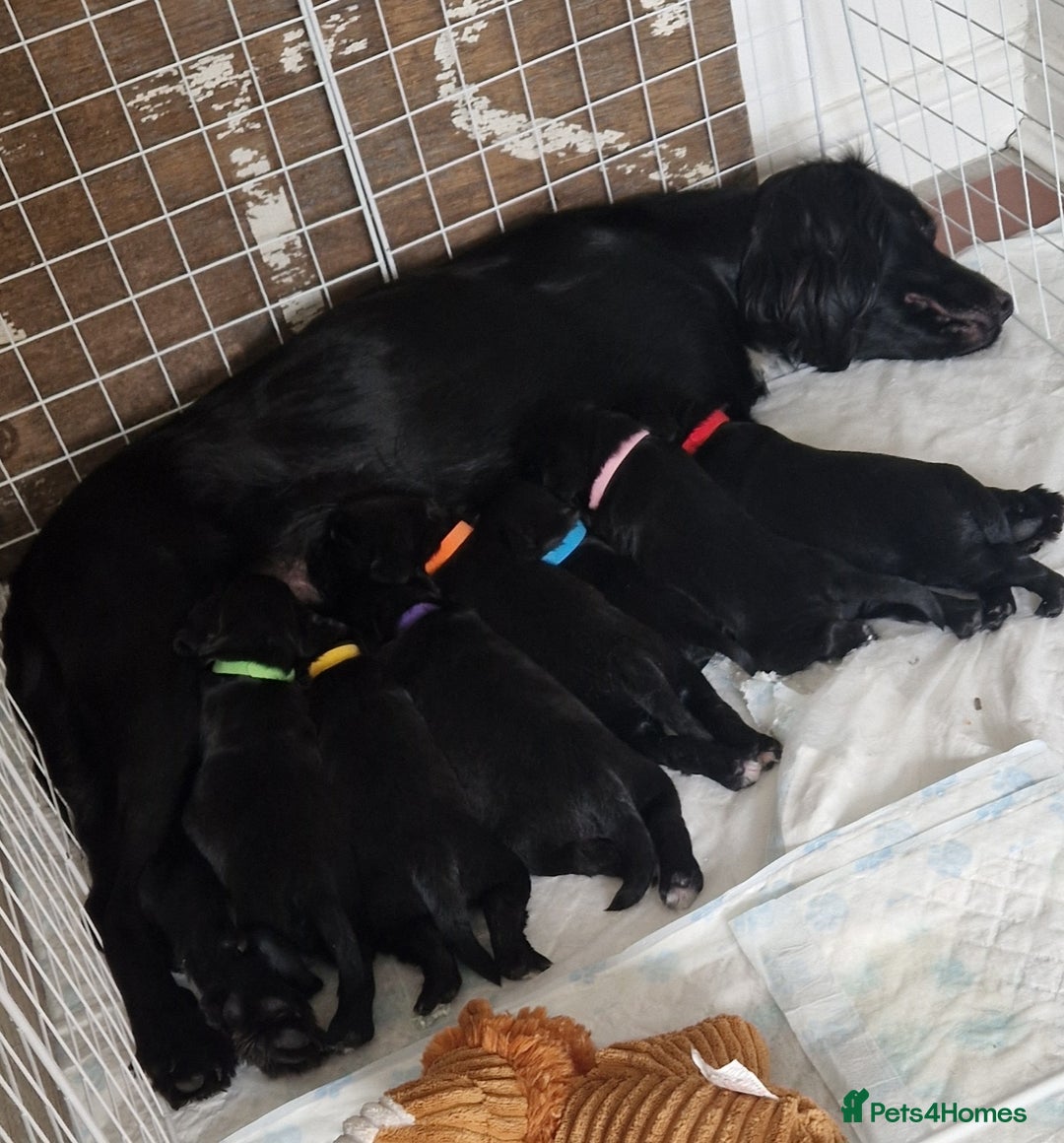 Sprocker dogs for sale: Sprocker Puppies  - Image 1