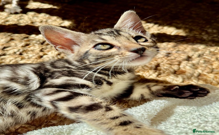 Bengal cats - Advert 8