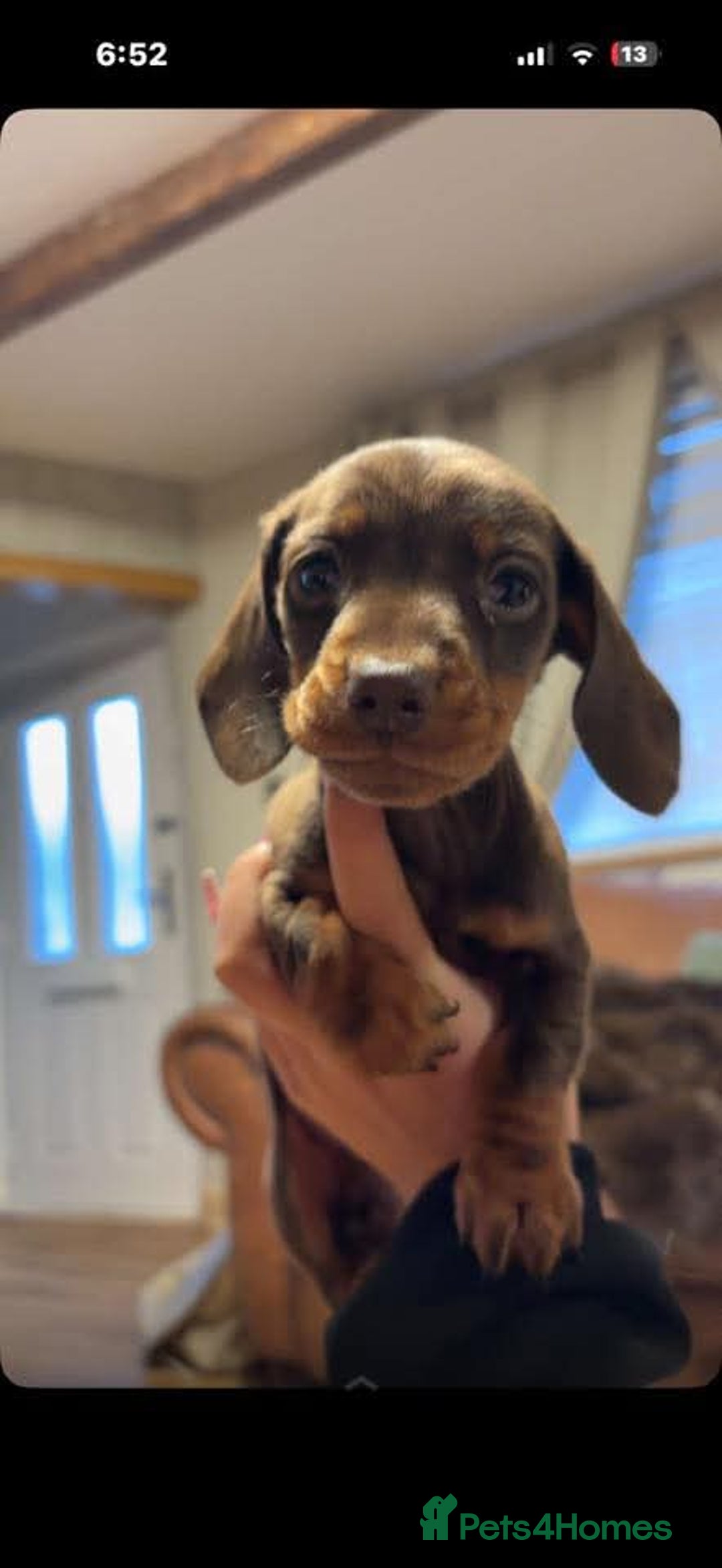 Miniature Dachshund dogs for sale:  Miniature dashound  - Advert 5