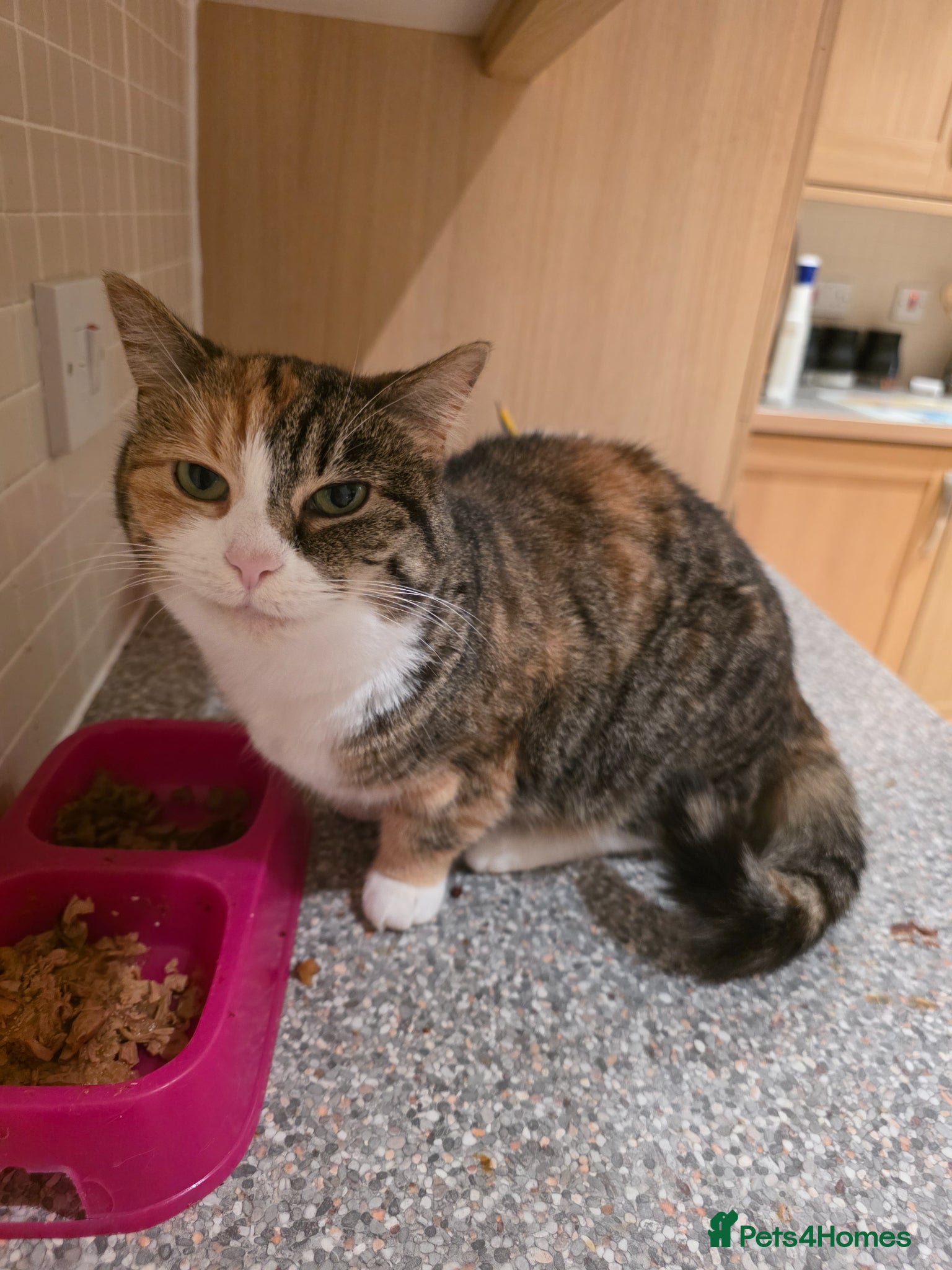 Mixed Breed cats We call her kitten - Advert 2