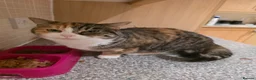 Mixed Breed cats for sale: We call her kitten - Advert 1