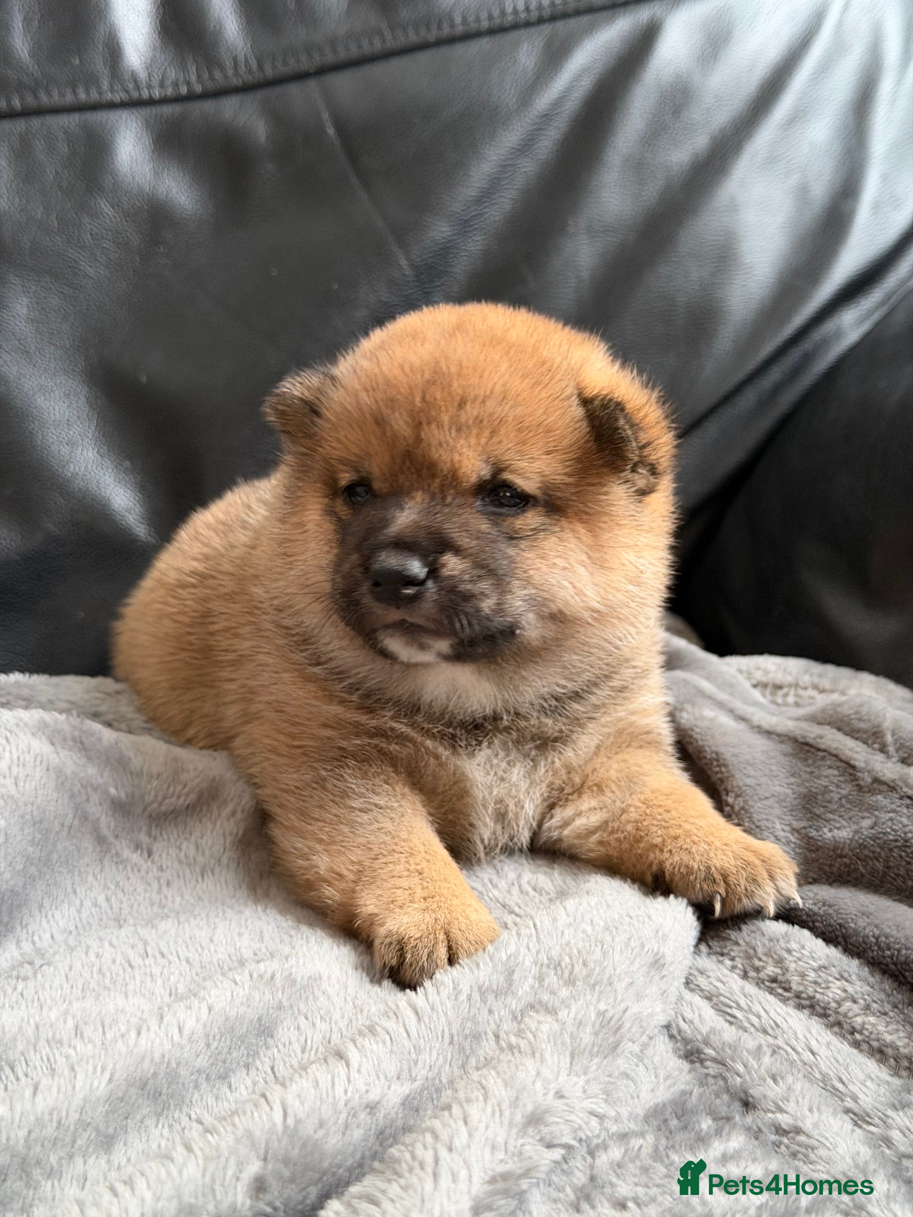 Japanese Shiba Inu dogs for sale: Japanese Mameshiba Inu Puppies Show Grade - Advert 15
