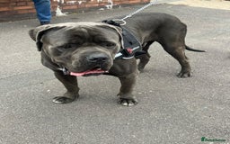 Cane Corso dogs for sale: CANE CORSO 15 MONTHS OLD*MUST GO TO A GOOD HOME - Image 3