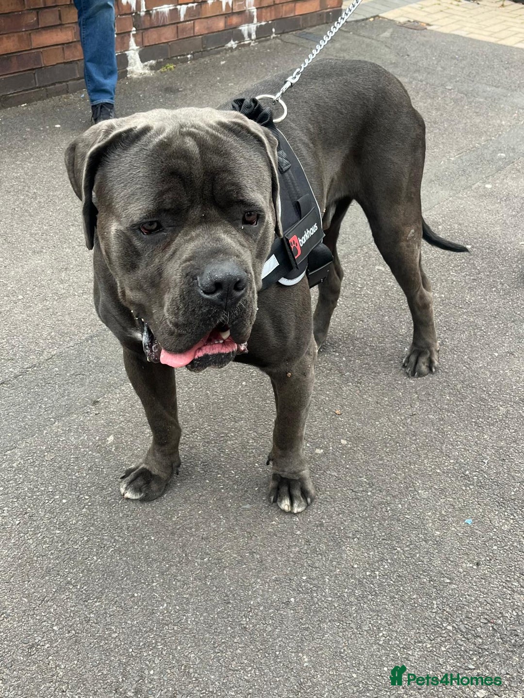 Cane Corso dogs for sale: CANE CORSO 15 MONTHS OLD*MUST GO TO A GOOD HOME - Image 3