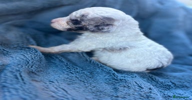 Miniature Poodle dogs - Advert 9