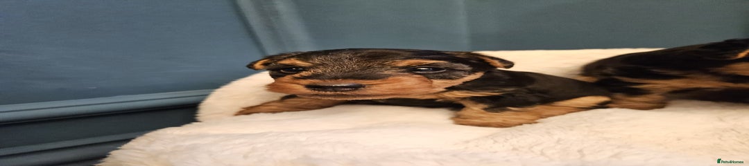 Female Puppy