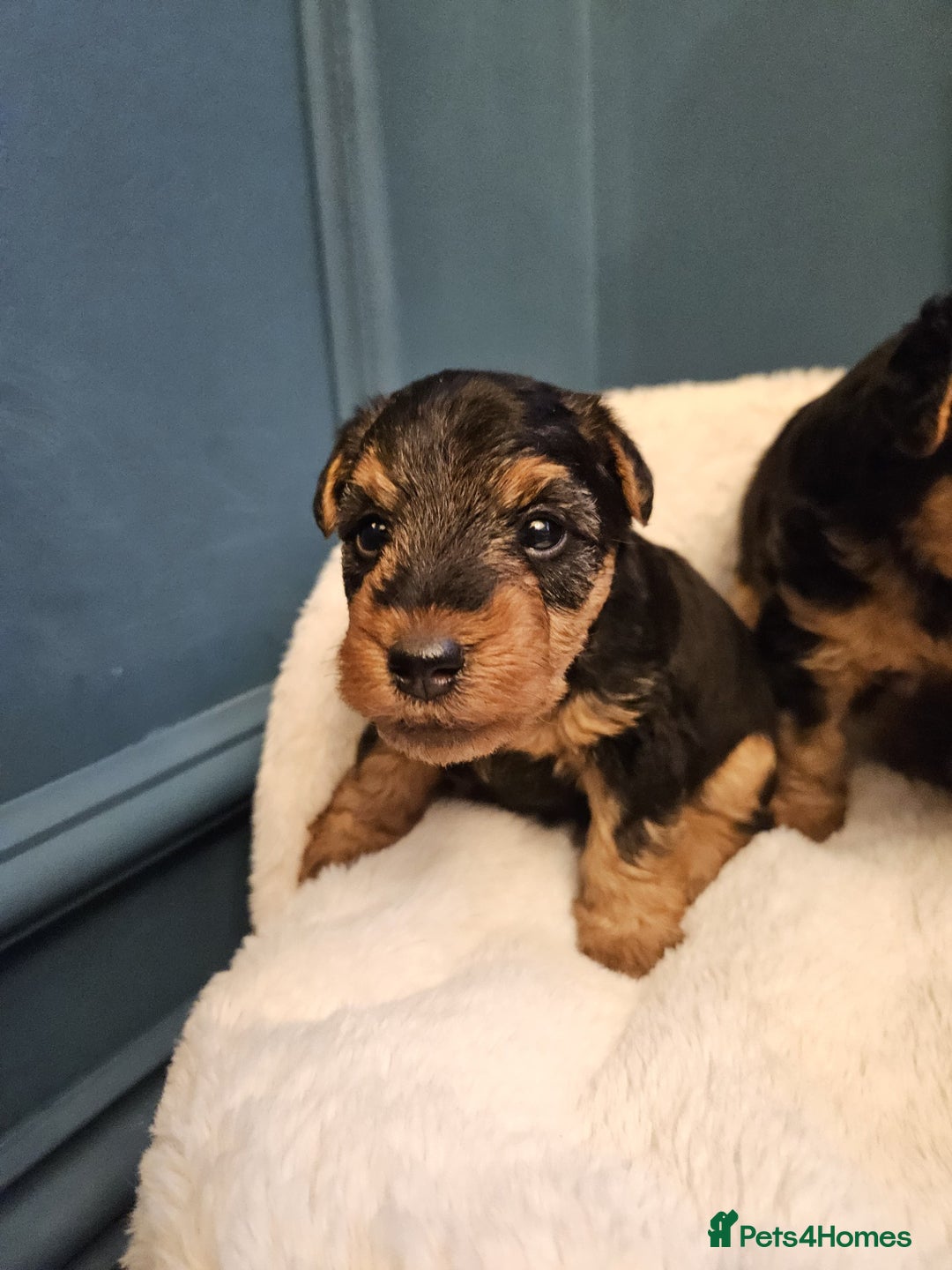 Welsh Terrier dogs for sale: Beautiful Champion Lines KC Welsh Terrier Puppies - Image 7