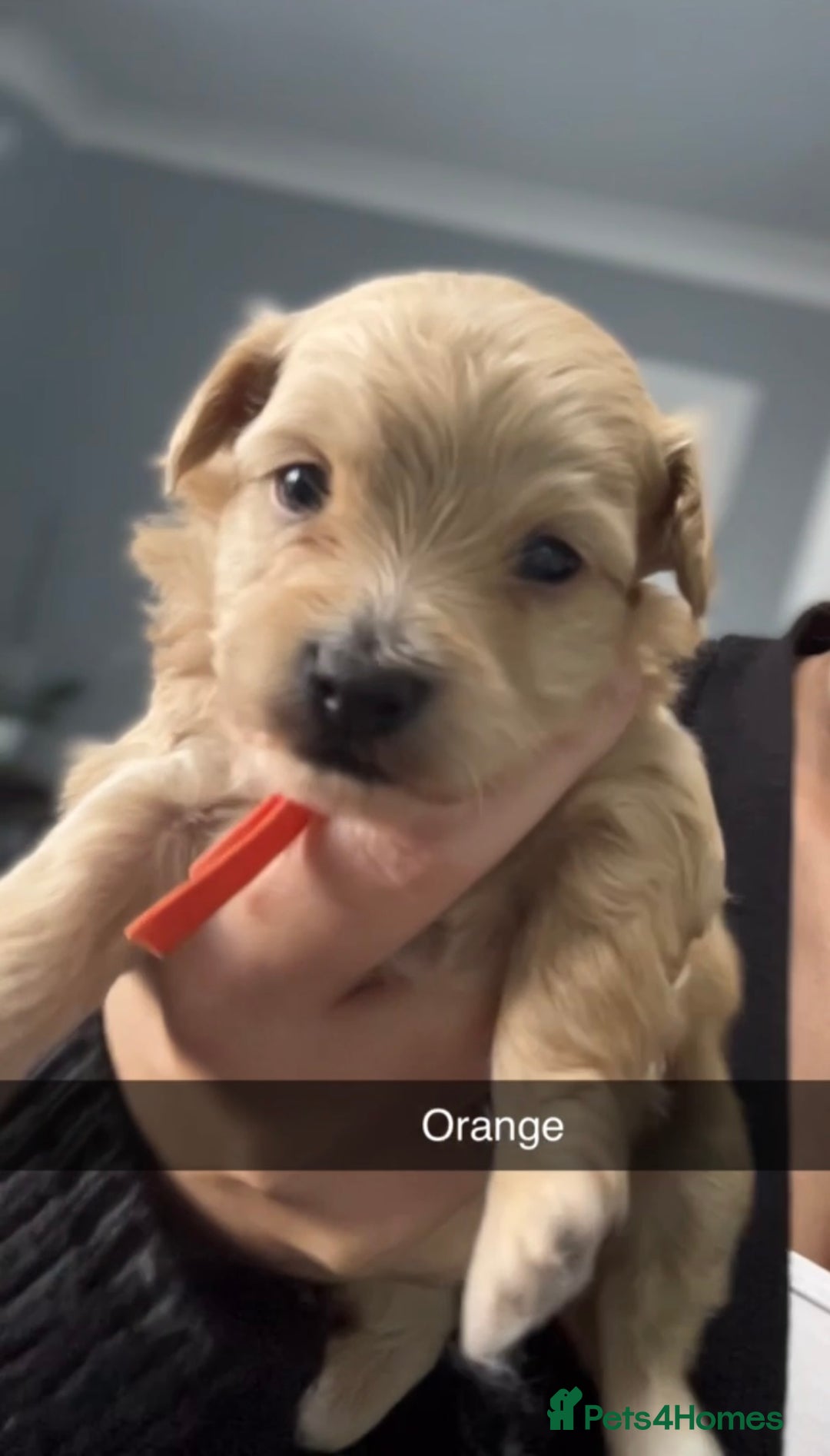 Maltipoo dogs for sale: F1 TINY TOY MALTIPOOS🩷health tested clear parents - Image 19