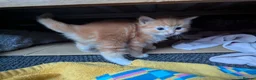 Mixed Breed cats for sale: Gorgeous Tabby Kittens for sale Ready June 17 - Advert 30