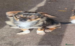 Mixed Breed dogs for adoption: 🩷 Meet Mica 🩷 - Image 4