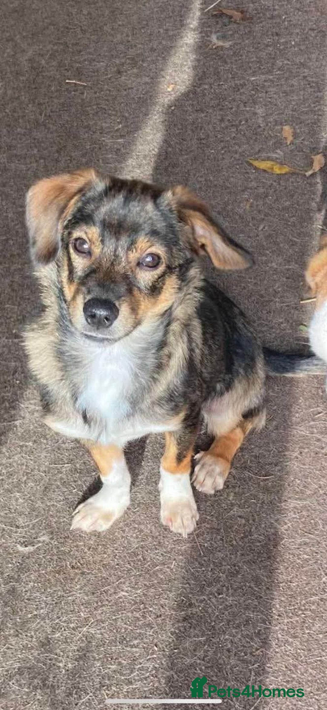 Mixed Breed dogs for adoption: 🩷 Meet Mica 🩷 - Image 4