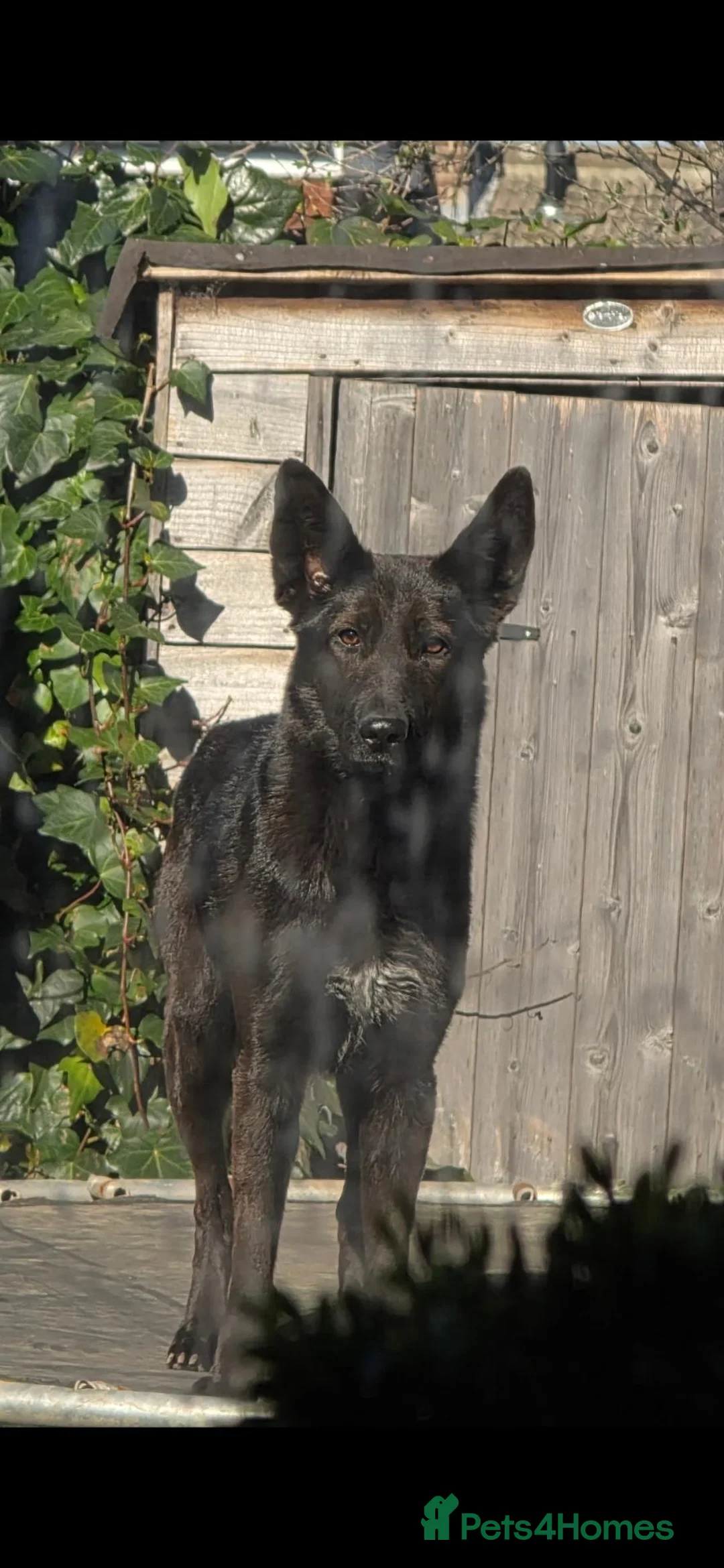 Mixed Breed dogs for sale: Raven, Lab x German Shepherd  - Advert 2