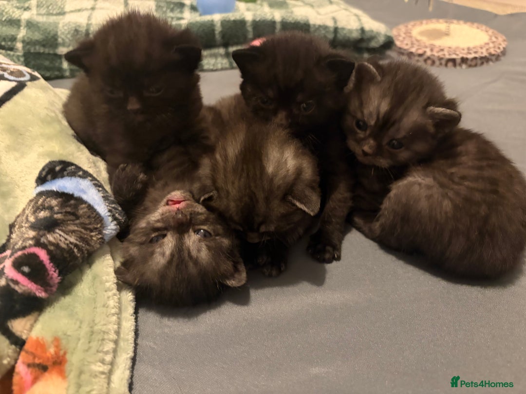 British Shorthair cats for sale: Beautiful British Shorthair Kittens  - Advert 15