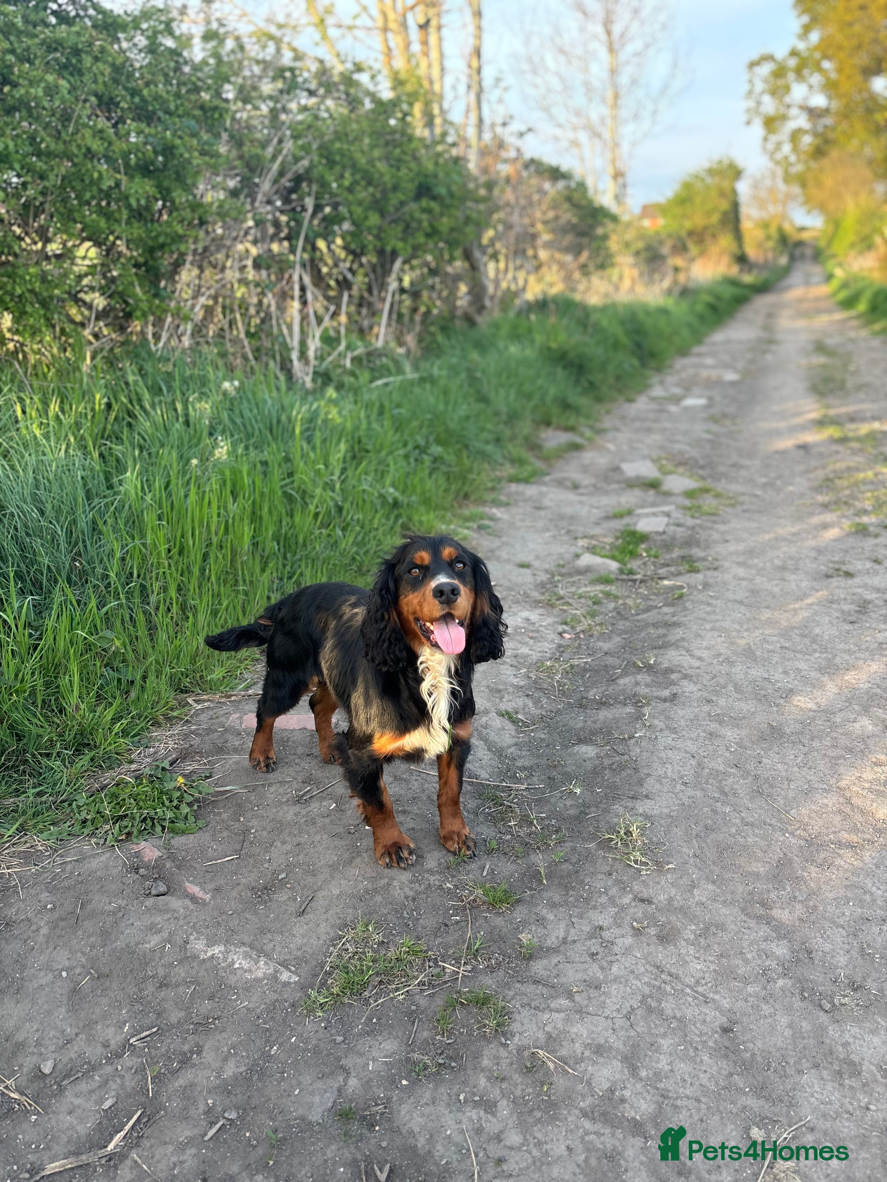 Cocker Spaniel dogs FULLY HEALTH TESTED FTW SIRED COCKER SPANIEL(STUD) in Newcastle upon Tyne - Advert 4