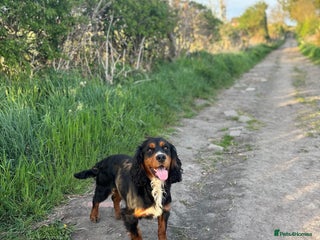 Cocker Spaniel dogs FULLY HEALTH TESTED FTW SIRED COCKER SPANIEL(STUD) in Newcastle upon Tyne - Advert 2