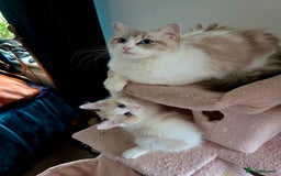 Ragdoll cats for sale:  3 Ragdoll kittens looking for loving homes - Image 12