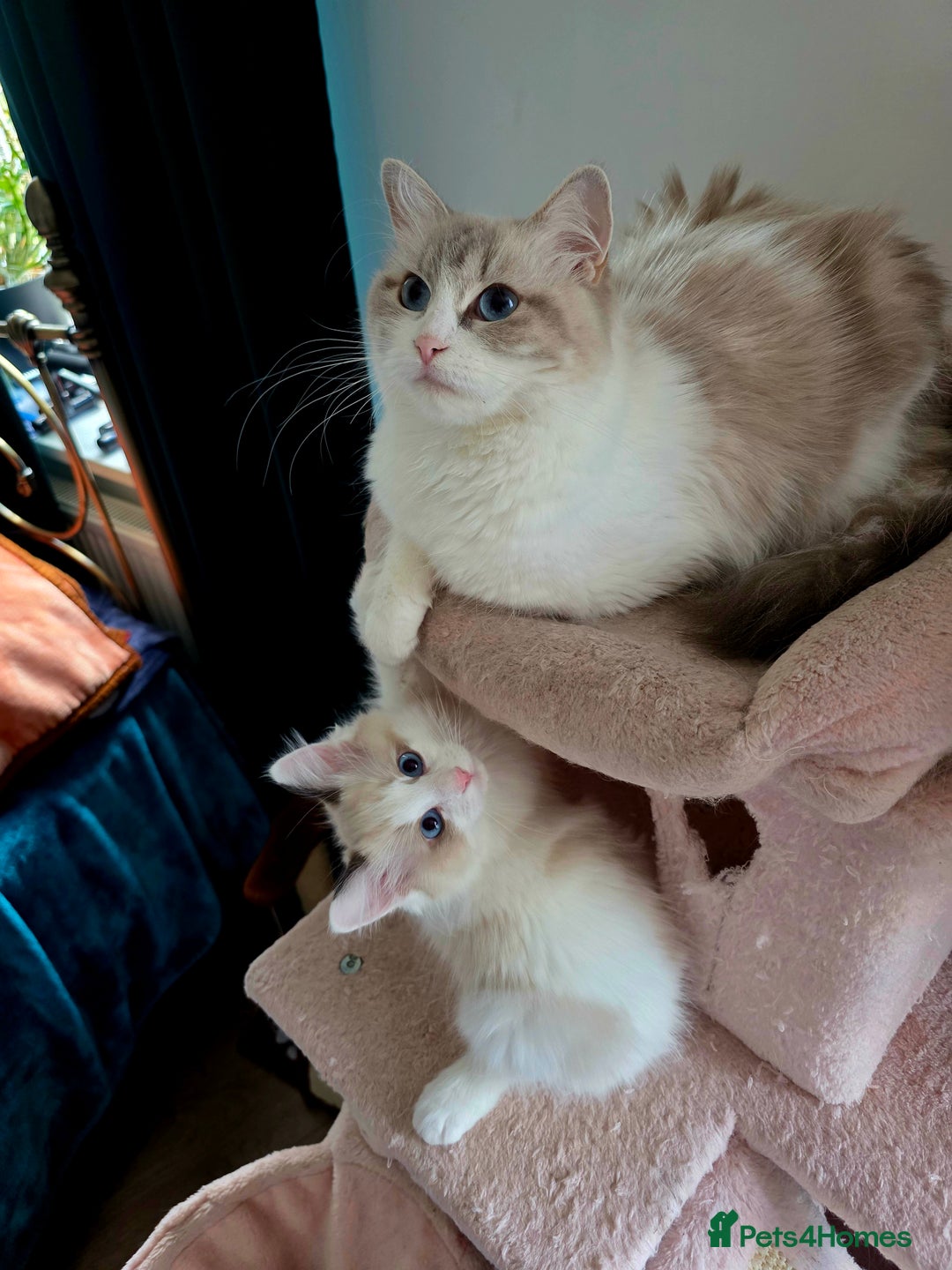 Ragdoll cats for sale:  3 Ragdoll kittens looking for loving homes - Image 12