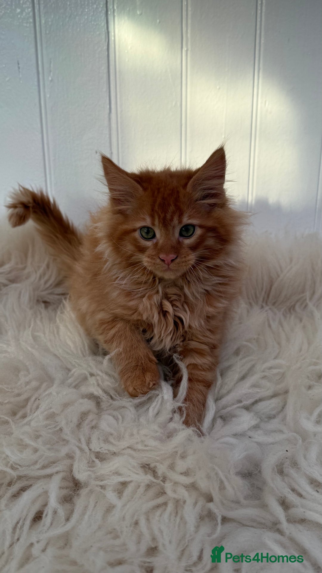 Maine Coon cats for sale: Last Two Gccf Maine Coons Boys Available - Advert 11