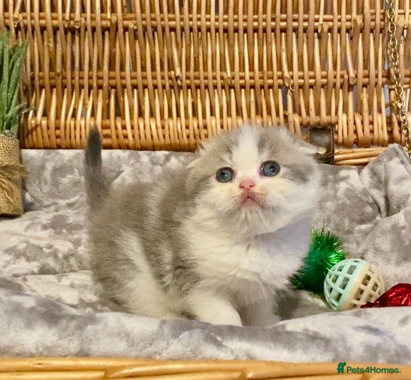 Scottish Fold cats 🧸😻CHAMPION LINE TICA ACTIVE SCOTTISH/BSH😻🧸 - Advert 1