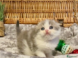 Scottish Fold cats 🧸😻CHAMPION LINE TICA ACTIVE SCOTTISH/BSH😻🧸 - Advert 1