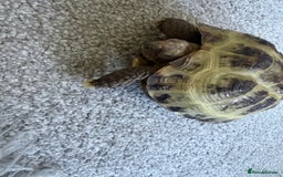 Tortoise reptiles for sale: Horsefield tortoise  - Image 2