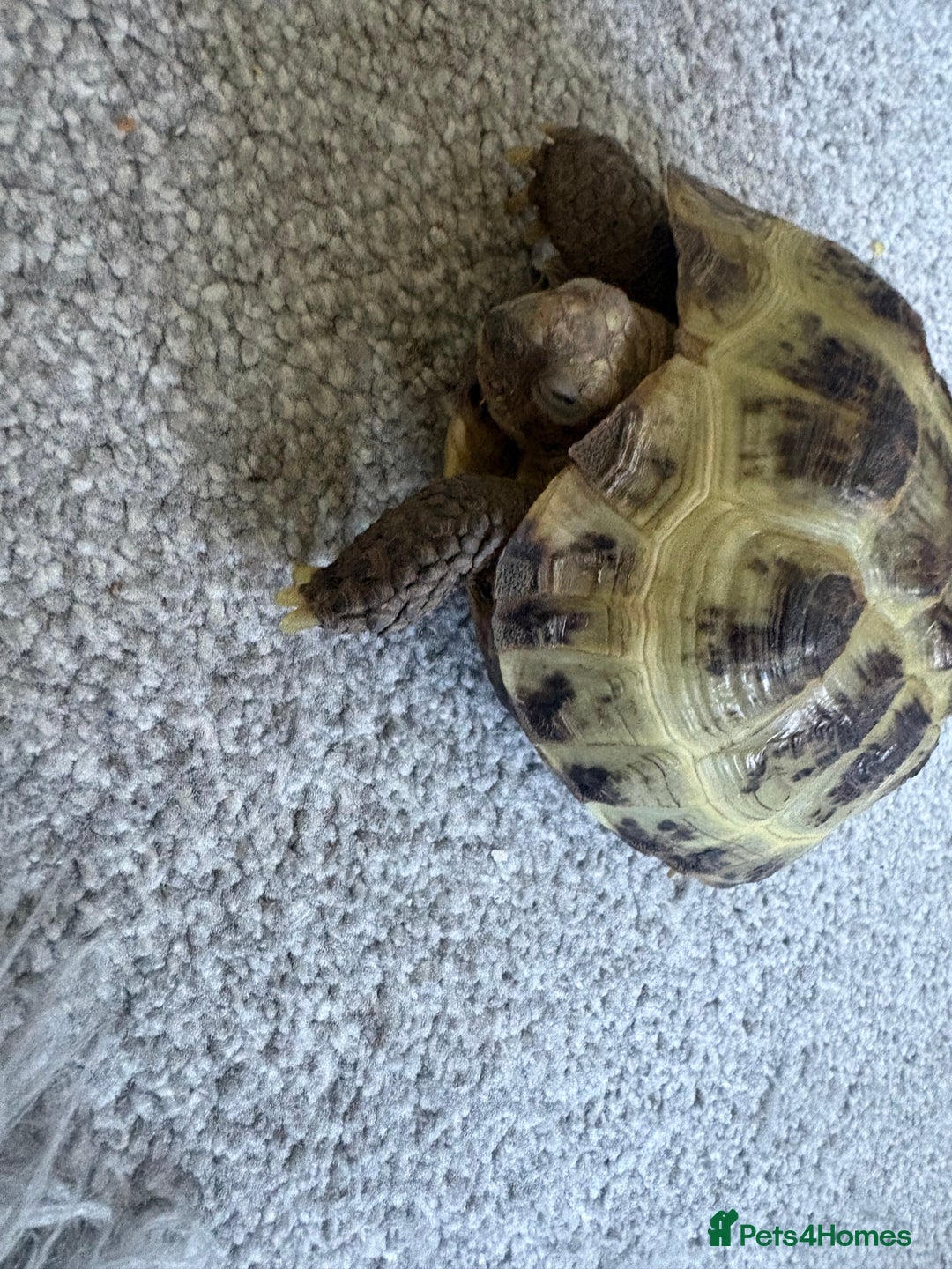 Tortoise reptiles for sale: Horsefield tortoise  - Image 2