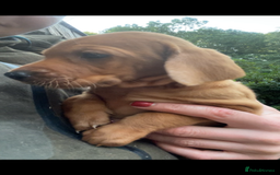 Mixed Breed dogs for sale: Hungarian Vizsla - Image 20