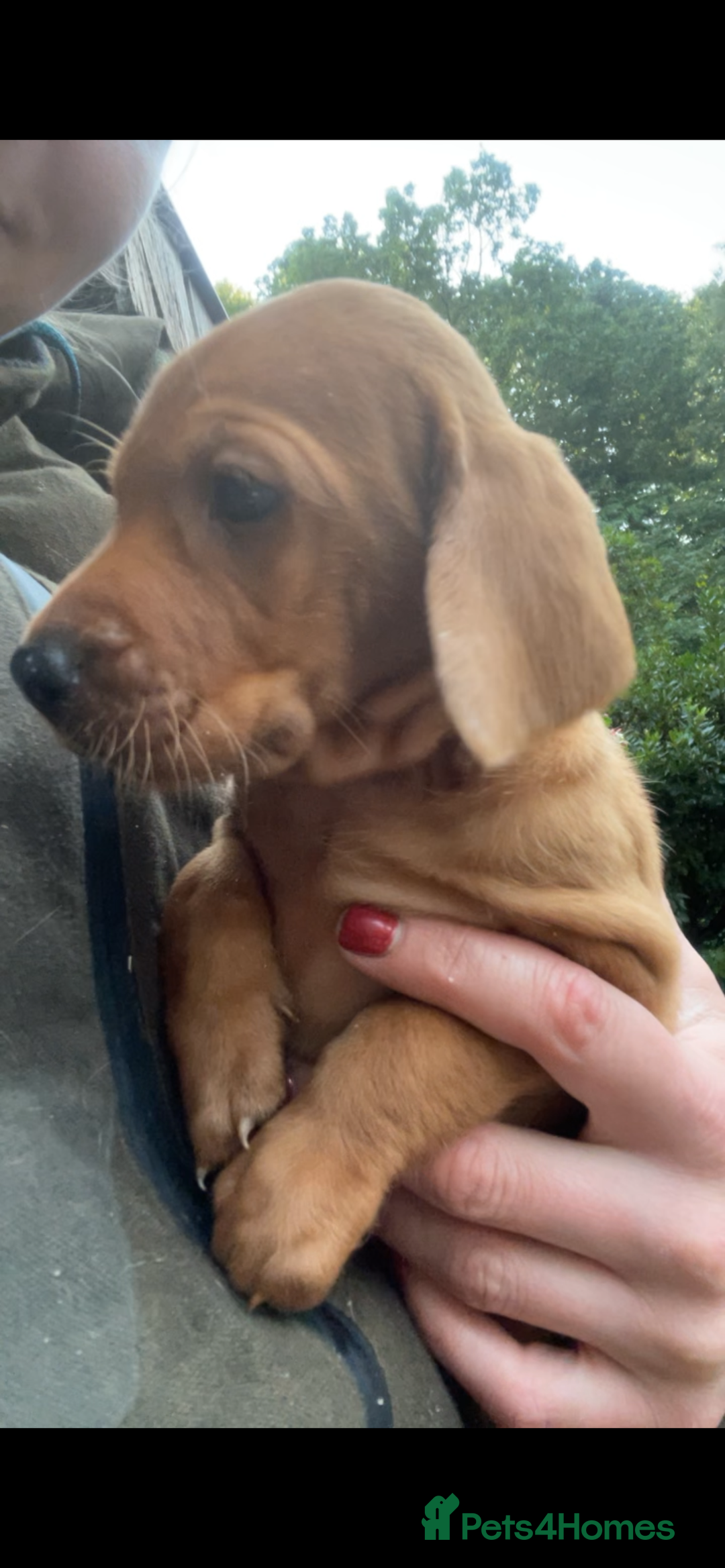 Mixed Breed dogs for sale: Hungarian Vizsla - Image 20