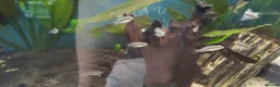 Cichlids fish for sale: Kribensis cichlid Tropical Fish in Tamworth - Advert 4