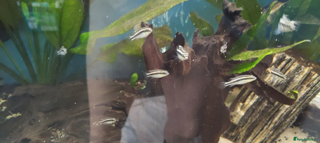 Cichlids fish for sale: Kribensis cichlid Tropical Fish in Tamworth - Advert 4