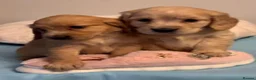 Mixed Breed dogs for sale: Golden Cocker Retriever puppies  in Coatbridge - Advert 1