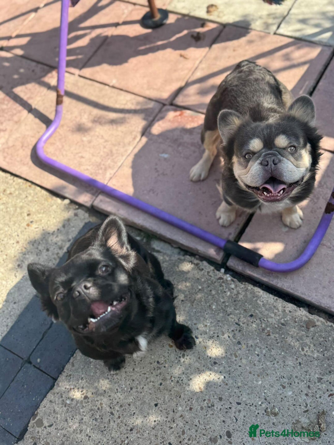 French Bulldog dogs for sale: HIGH QUALITY FLUFFY FRENCHIES  - Advert 9