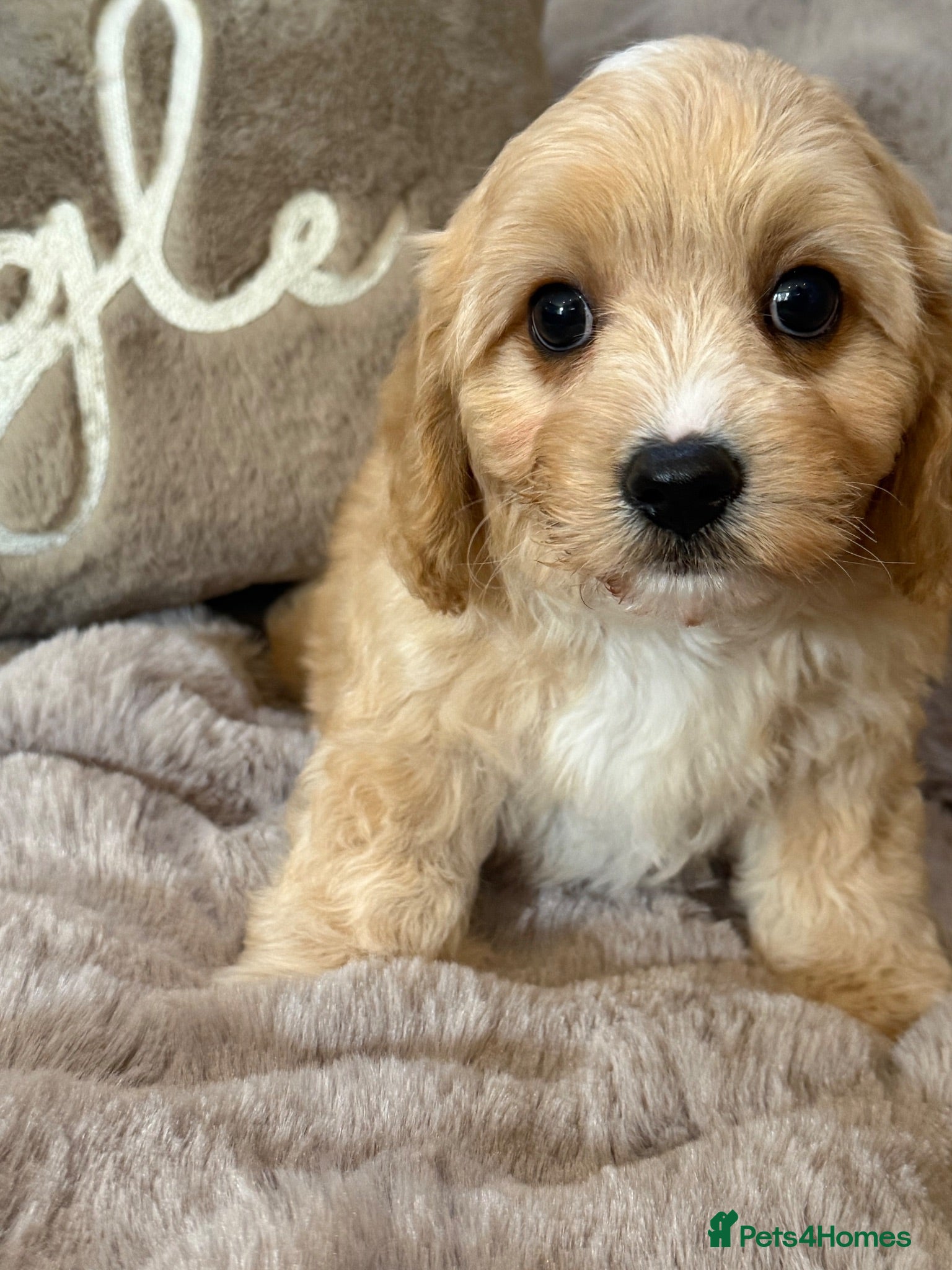 Cavachon dogs Gorgeous  Cavachon Boy  - Advert 1