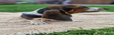 Basset Hound Puppy 6