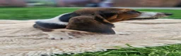 Basset Hound dogs for sale: Beautiful Basset Hounds Ready now - Advert 13