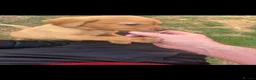 Labrador Retriever dogs for sale: Beautiful fox red Labrador litter  - Advert 10