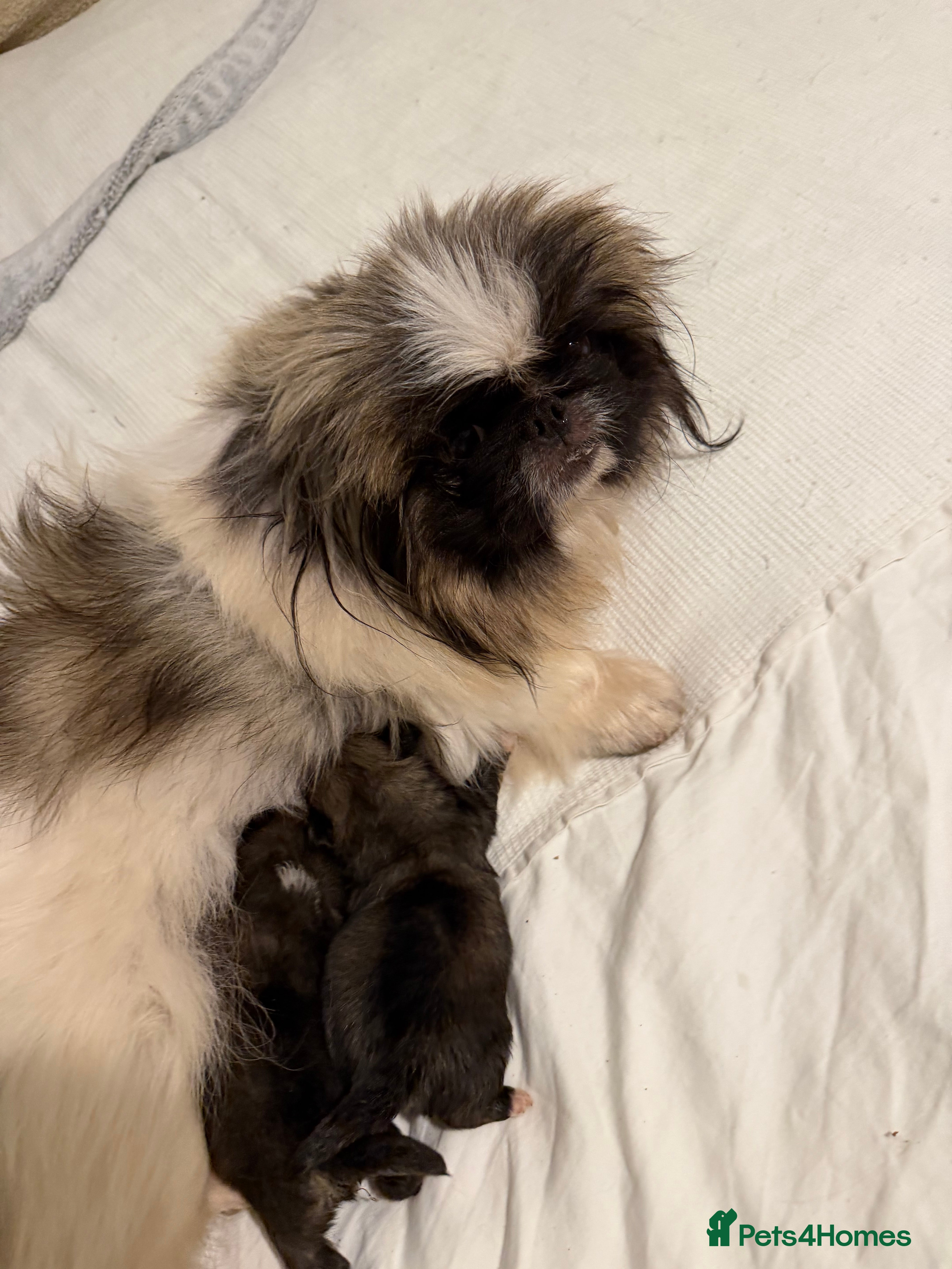 Pekingese dogs Kc Pekingnese boys available - Advert 1