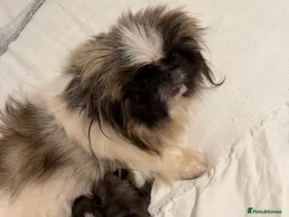 Pekingese dogs Kc Pekingnese boys available - Advert 1