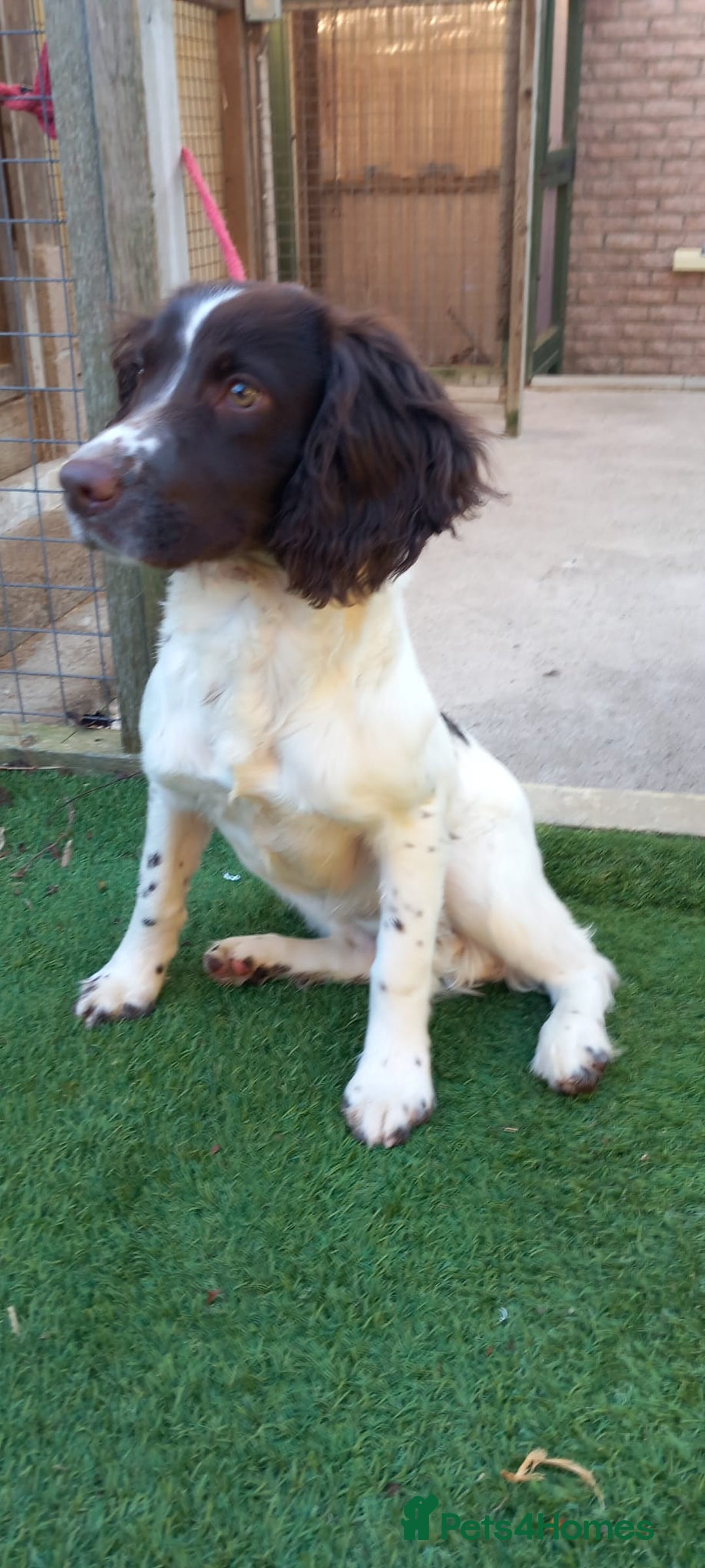 English Springer Spaniel dogs for sale: English springer spaniel bitch - Advert 4