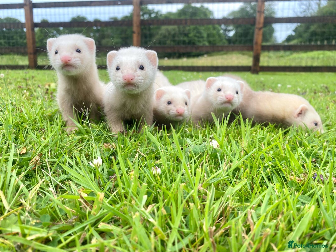 Ferret rodents for sale: Ferret for sale  in Criccieth - Image 1