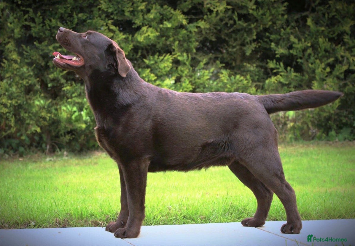 Labrador Retriever dogs Chocolate Labrador Stud dog in Spalding - Advert 10
