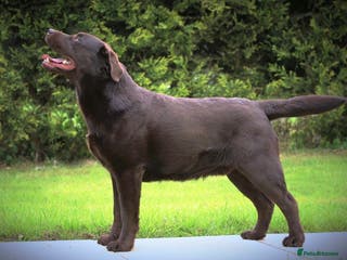 Labrador Retriever dogs Chocolate Labrador Stud dog in Spalding - Advert 19